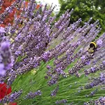 Lejlighed Lavendel *