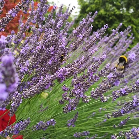 아파트 Lavendel *